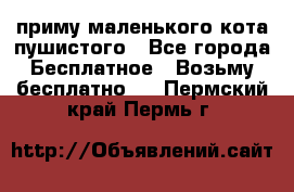 приму маленького кота пушистого - Все города Бесплатное » Возьму бесплатно   . Пермский край,Пермь г.